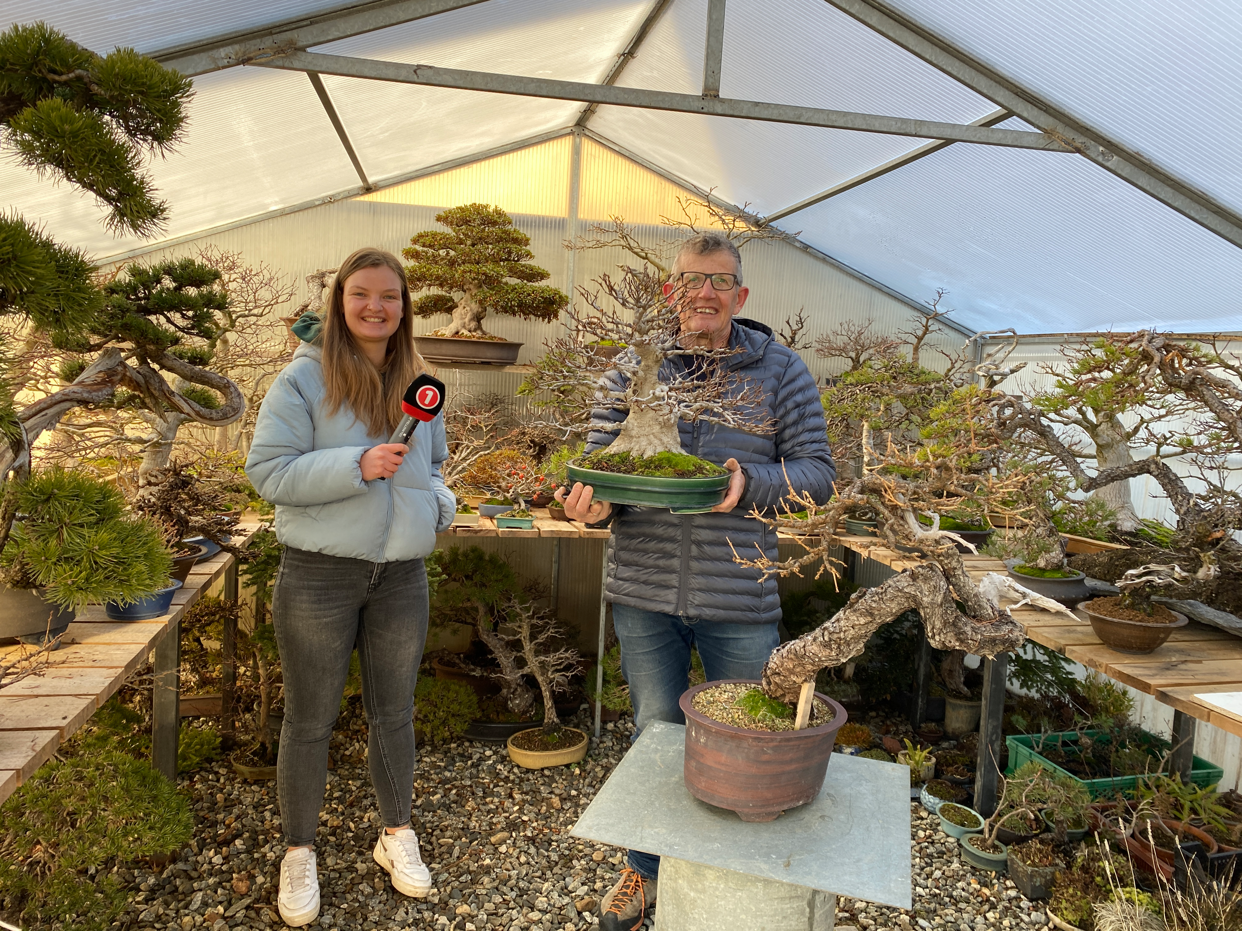 bonsai zirbe Juniper 