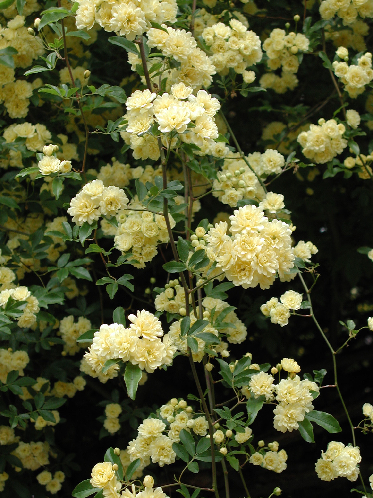 radiotirol.it :: Gartentipps: Traumhafte Rosen - Greifen Sie jetzt zur ...