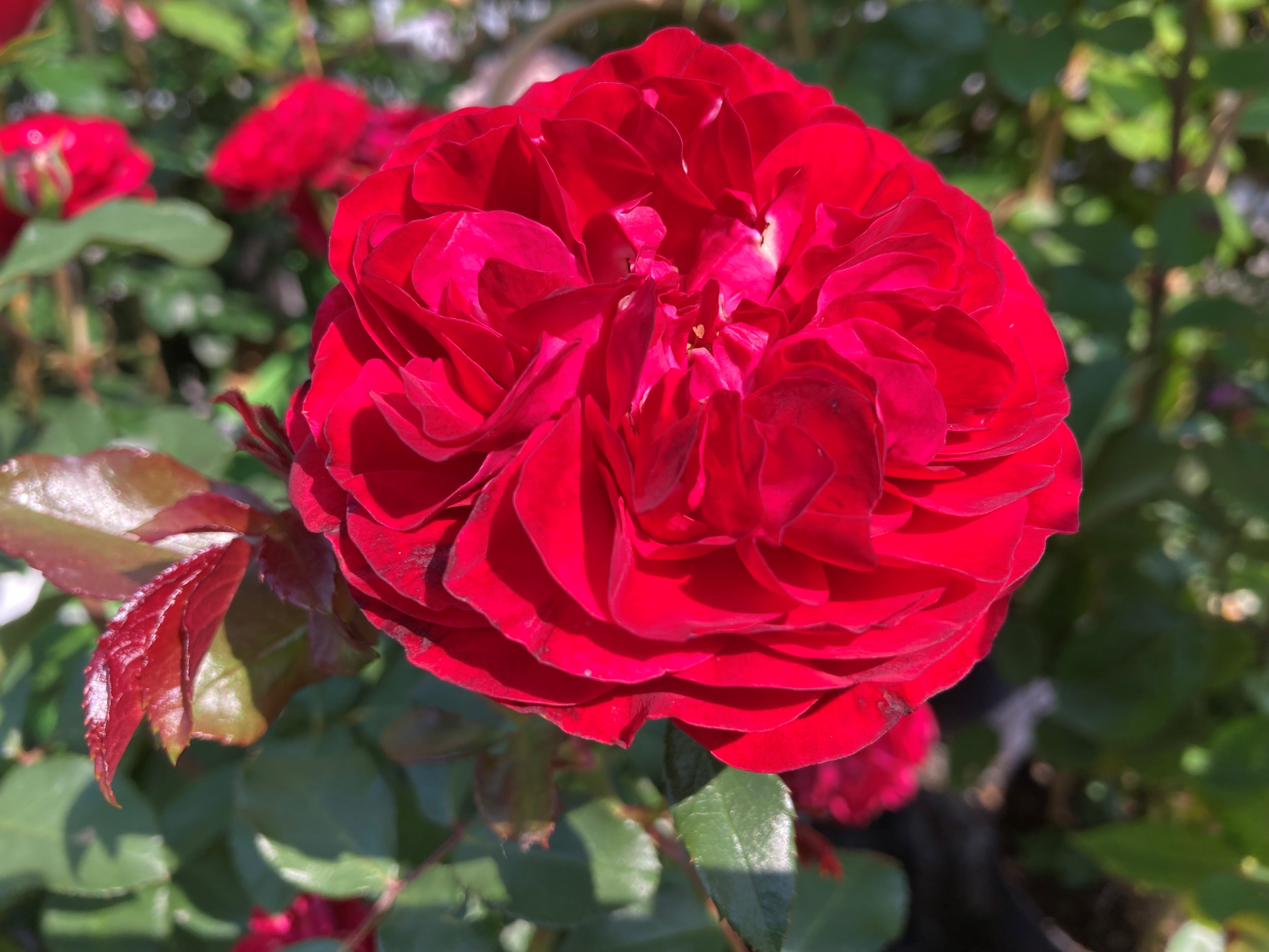 radiotirol.it Gartentipps Rosen die Königin des Garten will ins Beet