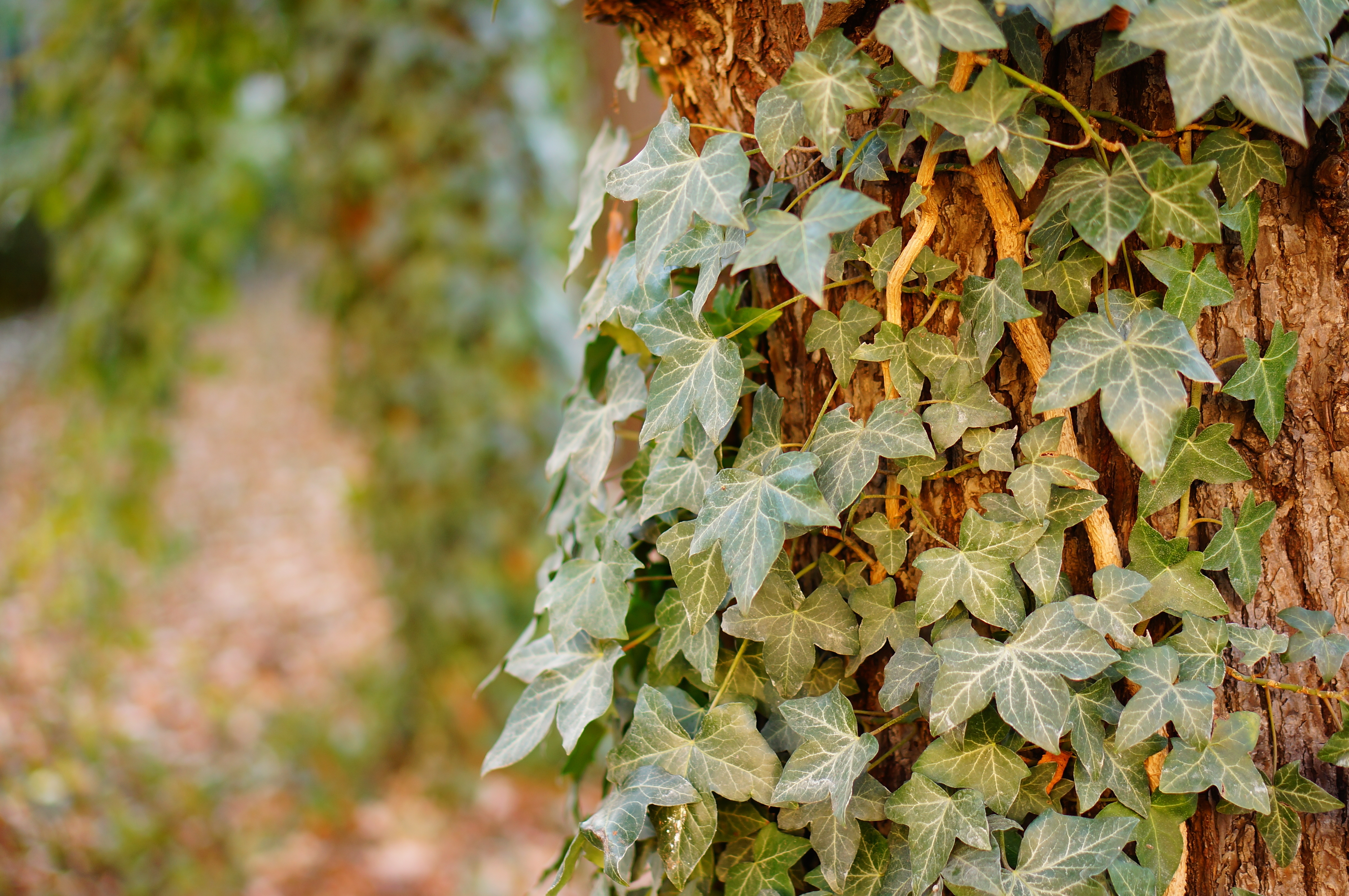 radiotirol.it :: Gartentipps: Efeu am Baum  Schutz oder Gefahr?